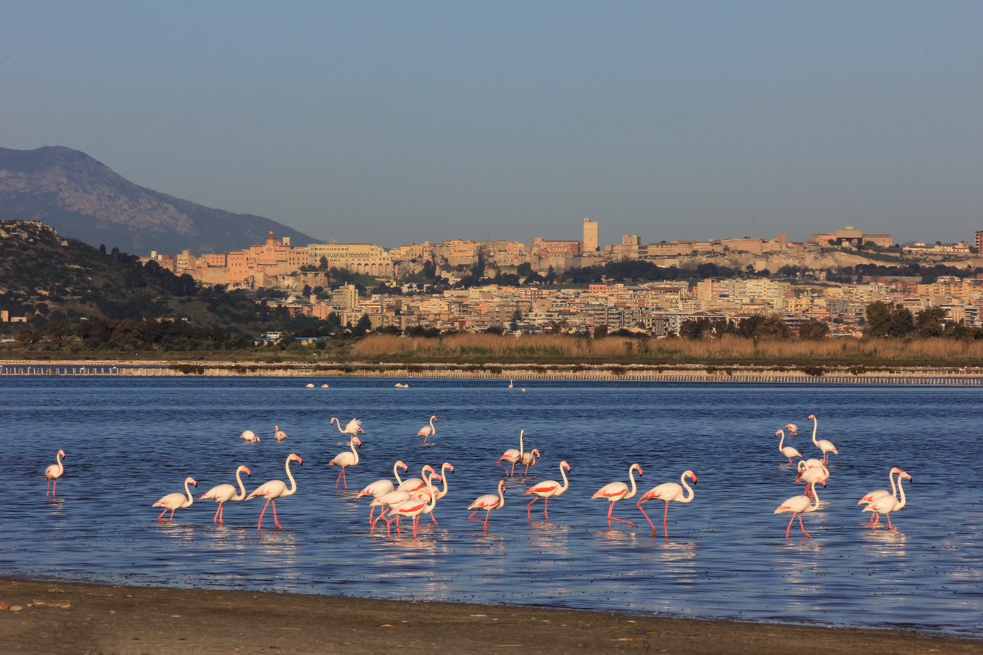 Pink flamingos in the Molentargius lagoon with the Cagliari skyline behind