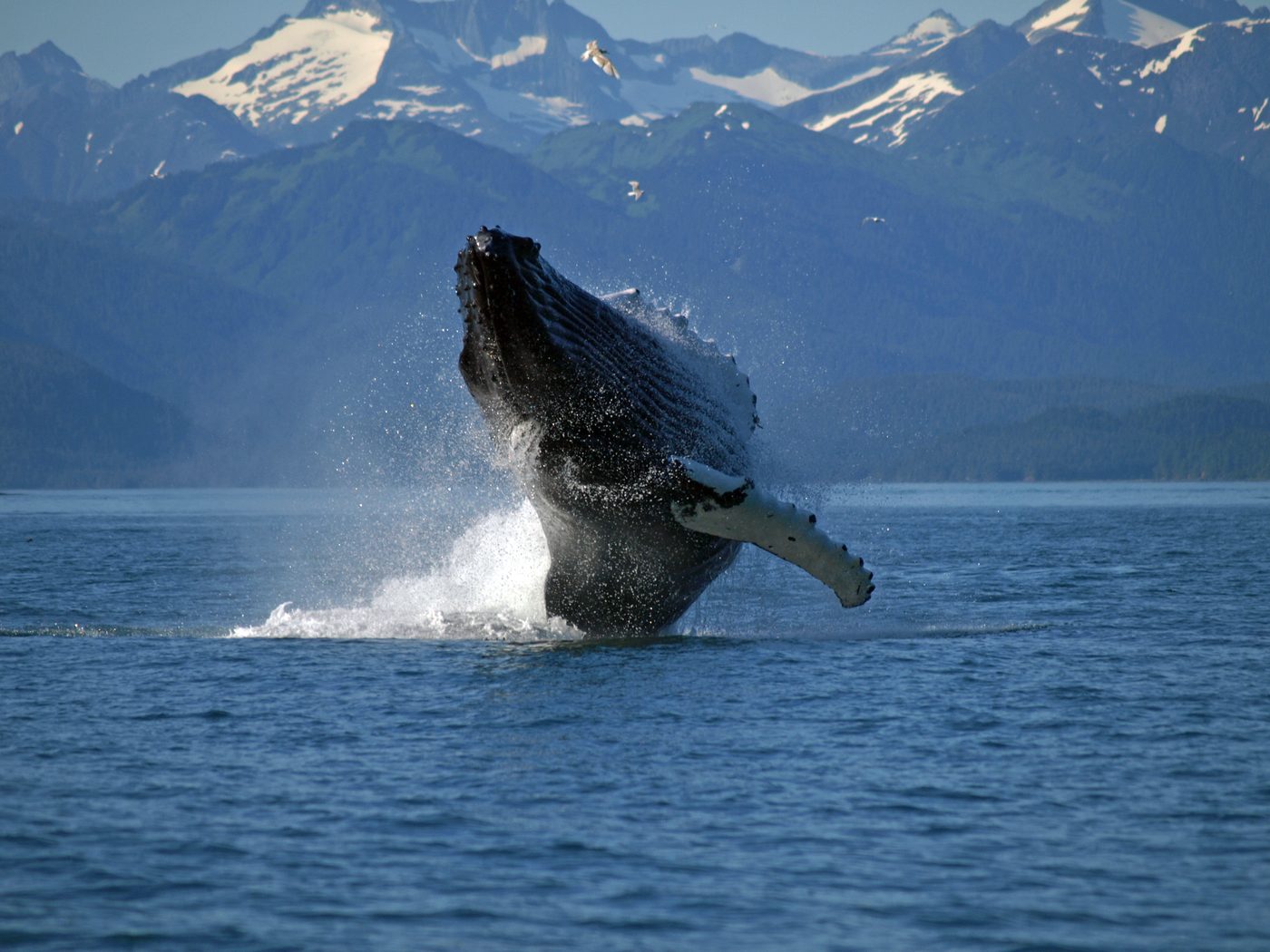 A humpback whale breaching off Shelter Island near Juneau