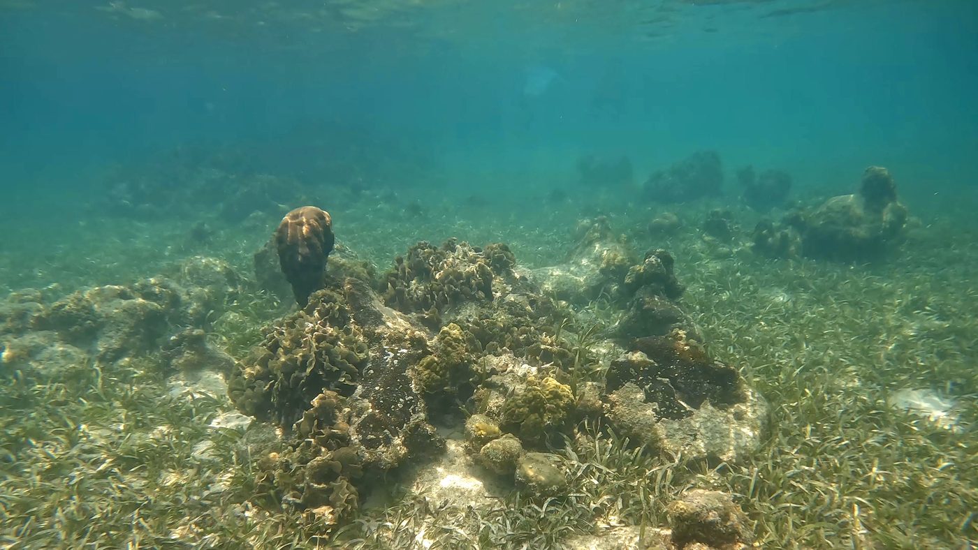 A cluster of coral near West Bay, Roatan